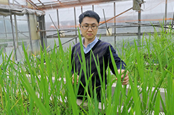 中国农业科学院王克剑研究员获得陈嘉庚青年科学奖生命科学奖